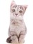 Yeşil Gözlü Açık Kahve Kedi Peluş Yastık 1