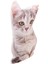 Yeşil Gözlü Açık Kahve Kedi Peluş Yastık 3