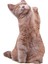 Kahve Gözlü Kahve Kedi Peluş Yastık 1