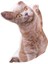 Kahve Gözlü Kahve Kedi Peluş Yastık 3