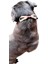 Balkonda Köpek boyun tasması hakiki deri vizon halat genişlik:2,5cm kalınlık:4mm boyun ölçüsü:24-32cm ayarlamalı dog collar T5-3XS 3