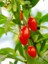 Yayla Tarım 3 Adet Goji Berry Fidanı ( Nq7 ) Tüplü 20 cm 12 Ay Dikim 3