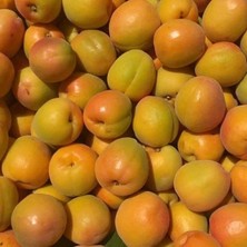 Reyon Bahçe Tüplü Aşılı Italyan Tokalı Cinsi Kayısı Fidanı +80CM