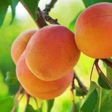 Reyon Bahçe Tüplü Aşılı Roxana Cinsi Kayısı Fidanı +80CM