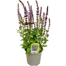 Adaçayı Mor 40-50CM