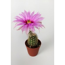 Toptan Kaktüs Echinocereus Pectinatus 5.5 cm Saksıda