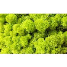 Trend Bahçe Reindeer Moss Lime Green Şoklanmış Norveç Yosunu