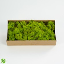 Trend Bahçe Reindeer Moss Lime Green Şoklanmış Norveç Yosunu