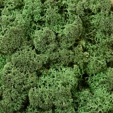 Trend Bahçe Reindeer Moss Dark Green Şoklanmış Norveç Yosunu