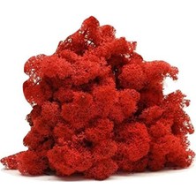 Trend Bahçe Reindeer Moss Kırmızı Şoklanmış Norveç Yosunu