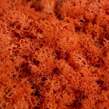 Trend Bahçe Reindeer Moss Turuncu Şoklanmış Norveç Yosunu