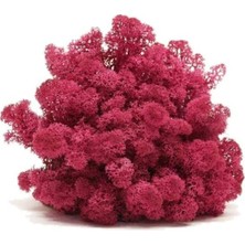 Trend Bahçe Reindeer Moss Erica(Mürdüm) Şoklanmış Norveç Yosunu