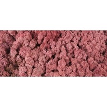 Trend Bahçe Reindeer Moss Roze Color Şoklanmış Norveç Yosunu