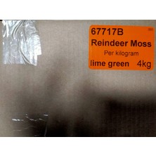 Trend Bahçe Reindeer Moss Lime Green Şoklanmış Norveç Yosunu 4 kg