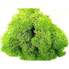 Trend Bahçe Reindeer Moss Spring Green Şoklanmış Norveç Yosunu 4 kg