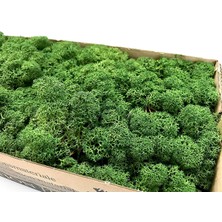 Trend Bahçe Dark Green Şoklanmış  Reindermoss Teraryum Yosunu 50 gr