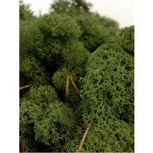 Trend Bahçe Dark Green Şoklanmış  Reindermoss Teraryum Yosunu 50 gr