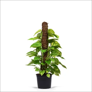 Pothos Salon Sarmaşığı