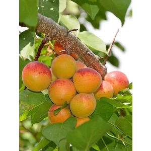 Reyon Bahçe Tüplü Aşılı Bebeco Cinsi Kayısı Fidanı +80CM