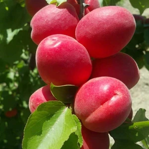 Reyon Bahçe Tüplü Aşılı Zaiges Red Moon Cinsi Kayısı Fidanı +80CM