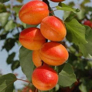 Reyon Bahçe Tüplü Aşılı Aldeniz Perfect Red Cinsi Kayısı Fidanı +80CM
