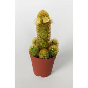 Mammillaria Elongata, Lady Finger, Sarı Dikenli Kaktüs, Bol Yavrulu