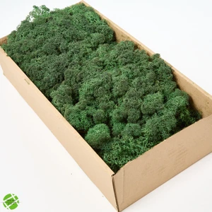 Trend Bahçe Reindeer Moss Dark Green Şoklanmış Norveç Yosunu