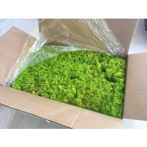 Trend Bahçe Reindeer Moss Lime Green Şoklanmış Norveç Yosunu 4 kg