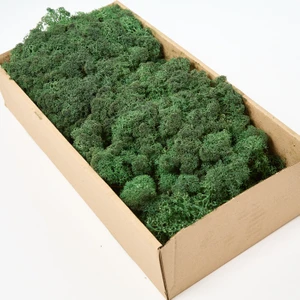 Trend Bahçe Dark Green Şoklanmış  Reindermoss Teraryum Yosunu 50 gr