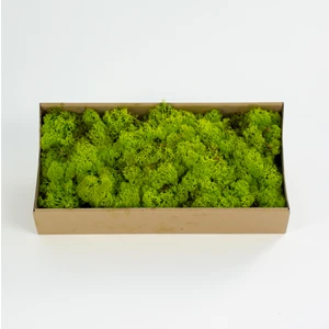 Trend Bahçe Lime Green Şoklanmış  Reindermoss Teraryum Yosunu 50 gr