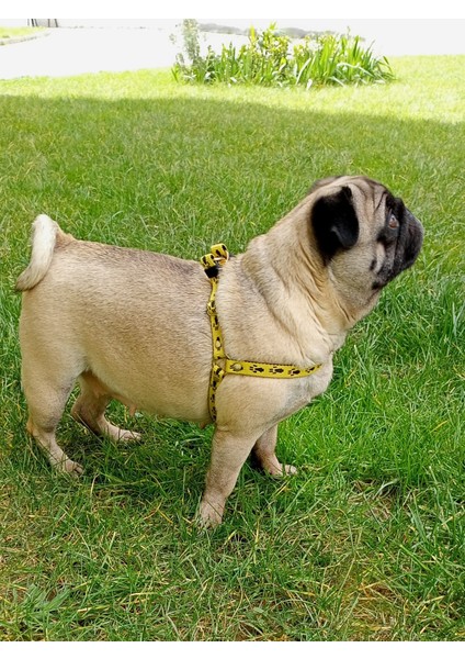 Köpek göğüs tasması küçük ırk kolon siyah sarı göğüs ölçüsü:35-55cm ayarlamalı dog harness GT3-11 fiyatları