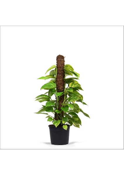 Pothos Salon Sarmaşığı