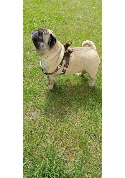 Köpek göğüs tasması küçük ırk hakiki deri kapamalı leopar desen kolon genişlik:2,5 cm göğüs ölçüsü:40-60cm ayarlamalı dog harness GT4-5