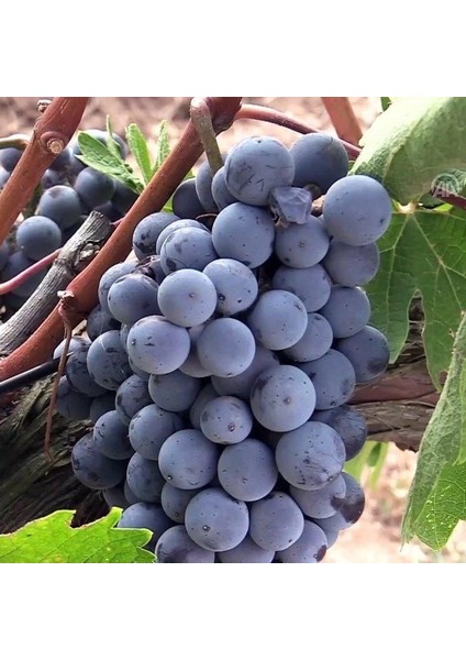 Papaz Karası Üzüm Fidanı
