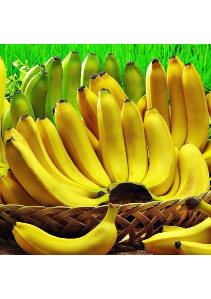 Musa Cavendish Muz Fidanı, Torbada modelleri