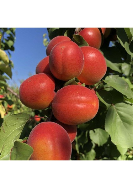 Tüplü Aşılı Zaiges Red Moon Cinsi Kayısı Fidanı +80CM
