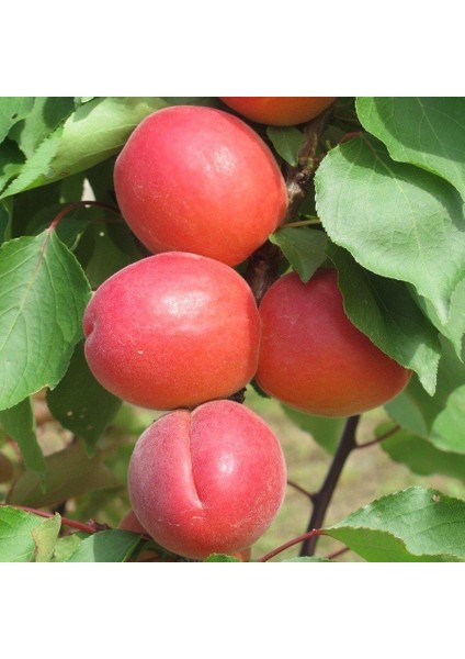Tüplü Aşılı Zaiges Red Moon Cinsi Kayısı Fidanı +80CM