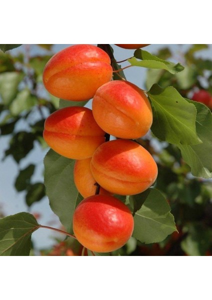 Tüplü Aşılı Aldeniz Perfect Red Cinsi Kayısı Fidanı +80CM