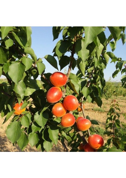 Tüplü Aşılı Aldeniz Perfect Red Cinsi Kayısı Fidanı +80CM