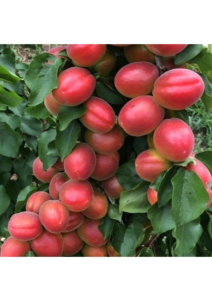 Tüplü Aşılı Aldeniz Perfect Red Cinsi Kayısı Fidanı +80CM