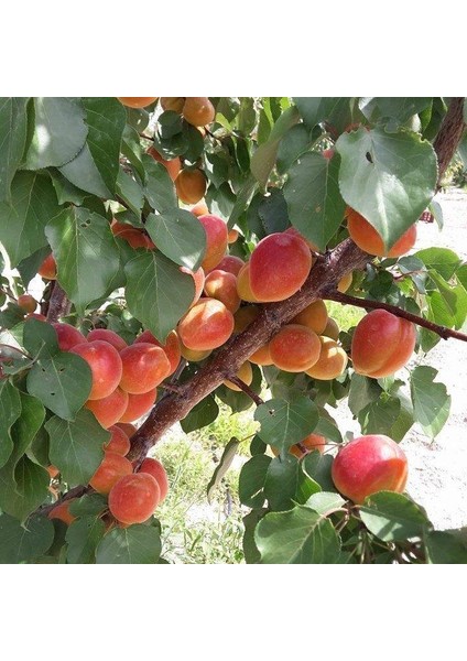 Tüplü Aşılı Aldeniz Perfect Red Cinsi Kayısı Fidanı +80CM