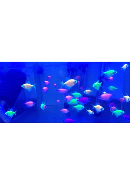 120 cm Akvaryum LED Aydınlatma Royal Mavi