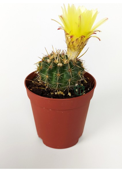 Toptan Kaktüs Notocactus Summammulasus Nadide Özel Tür Kaktüs Nadir Kaktüs 5.5 cm Saksıda