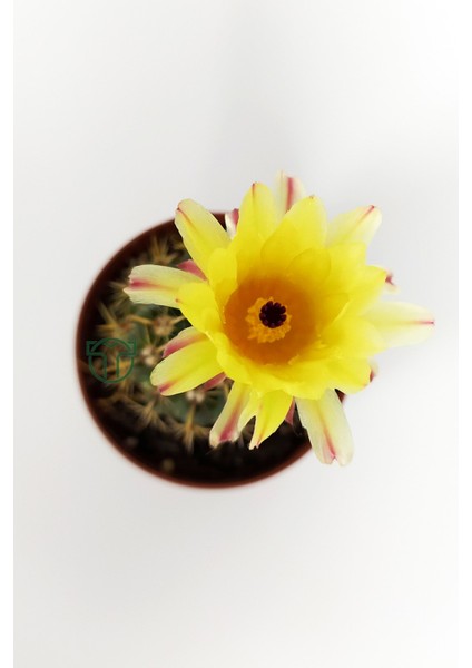 Toptan Kaktüs Notocactus Summammulasus Nadide Özel Tür Kaktüs Nadir Kaktüs 5.5 cm Saksıda