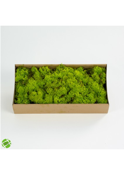 Trend Bahçe Reindeer Moss Lime Green Şoklanmış Norveç Yosunu