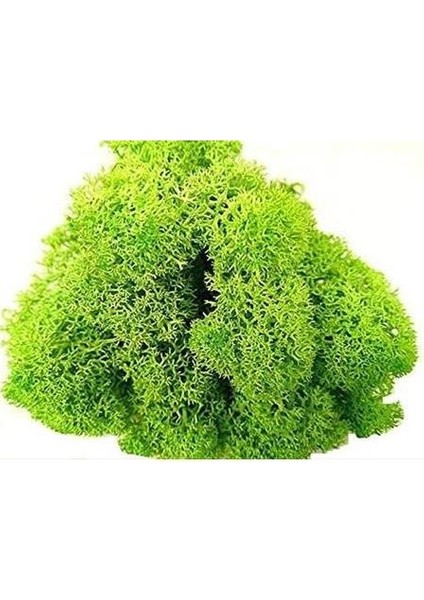 Trend Bahçe Reindeer Moss Spring Green Şoklanmış Norveç Yosunu