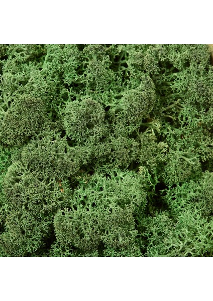 Trend Bahçe Reindeer Moss Dark Green Şoklanmış Norveç Yosunu 4 kg