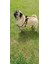 Köpek göğüs tasması küçük ırk hakiki deri kapamalı leopar desen kolon genişlik:2,5 cm göğüs ölçüsü:40-60cm ayarlamalı dog harness GT4-5 3