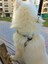 Köpek göğüs tasması orta ırk ekose kumaş kolon genişlik:3cm göğüs ölçüsü:50-80cm ayarlamalı dog harness GT4-4 4