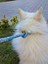 Köpek gezdirme kayışı boyun tasmalı orta ve büyük ırk metal kalın kancalı halat kalınlık:10mm gezdirme kayışı:120cm tasma : ayarlamalı dog leash TB5-17 5
